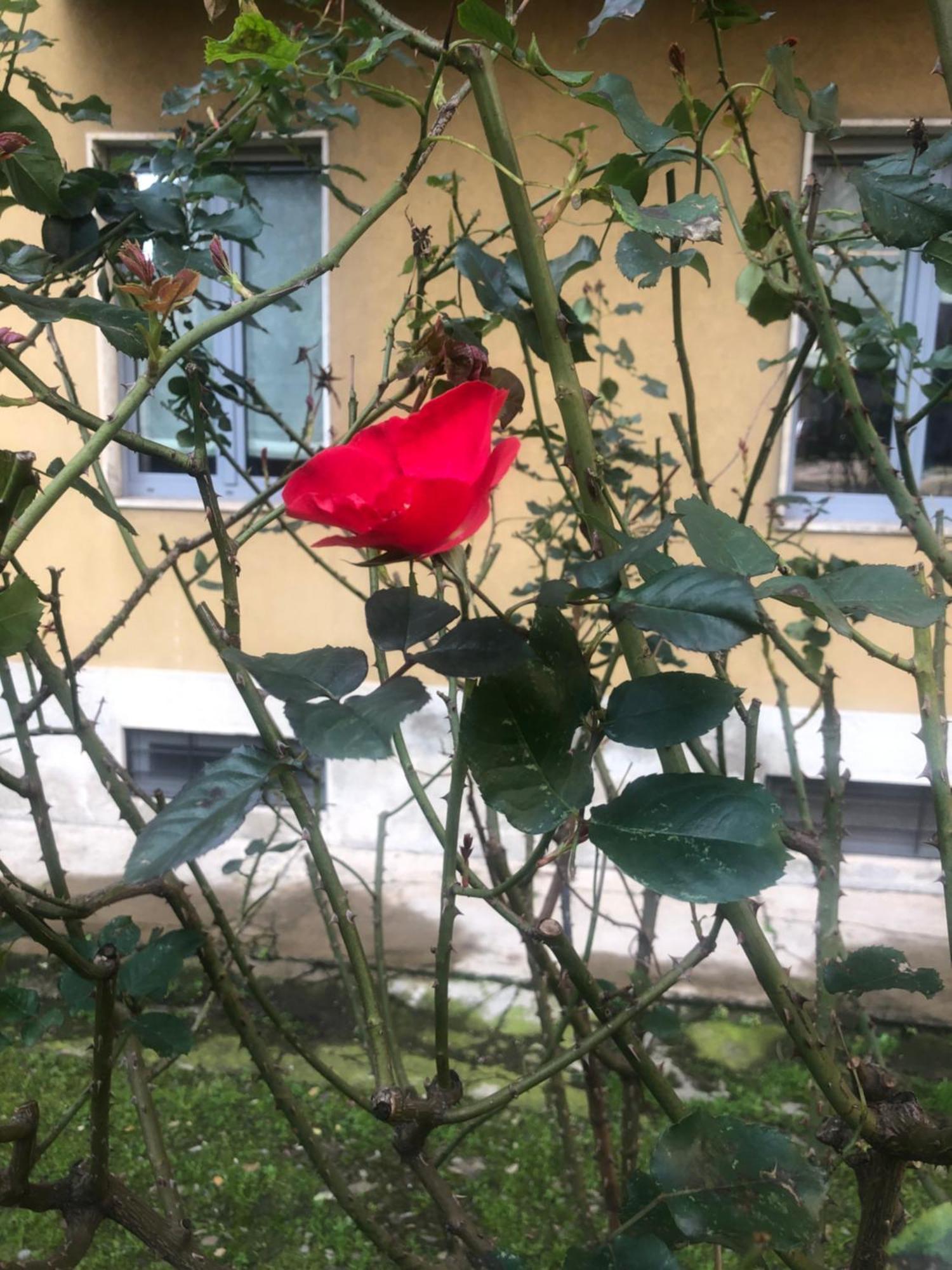 Apartamento Missori Rose Garden View *