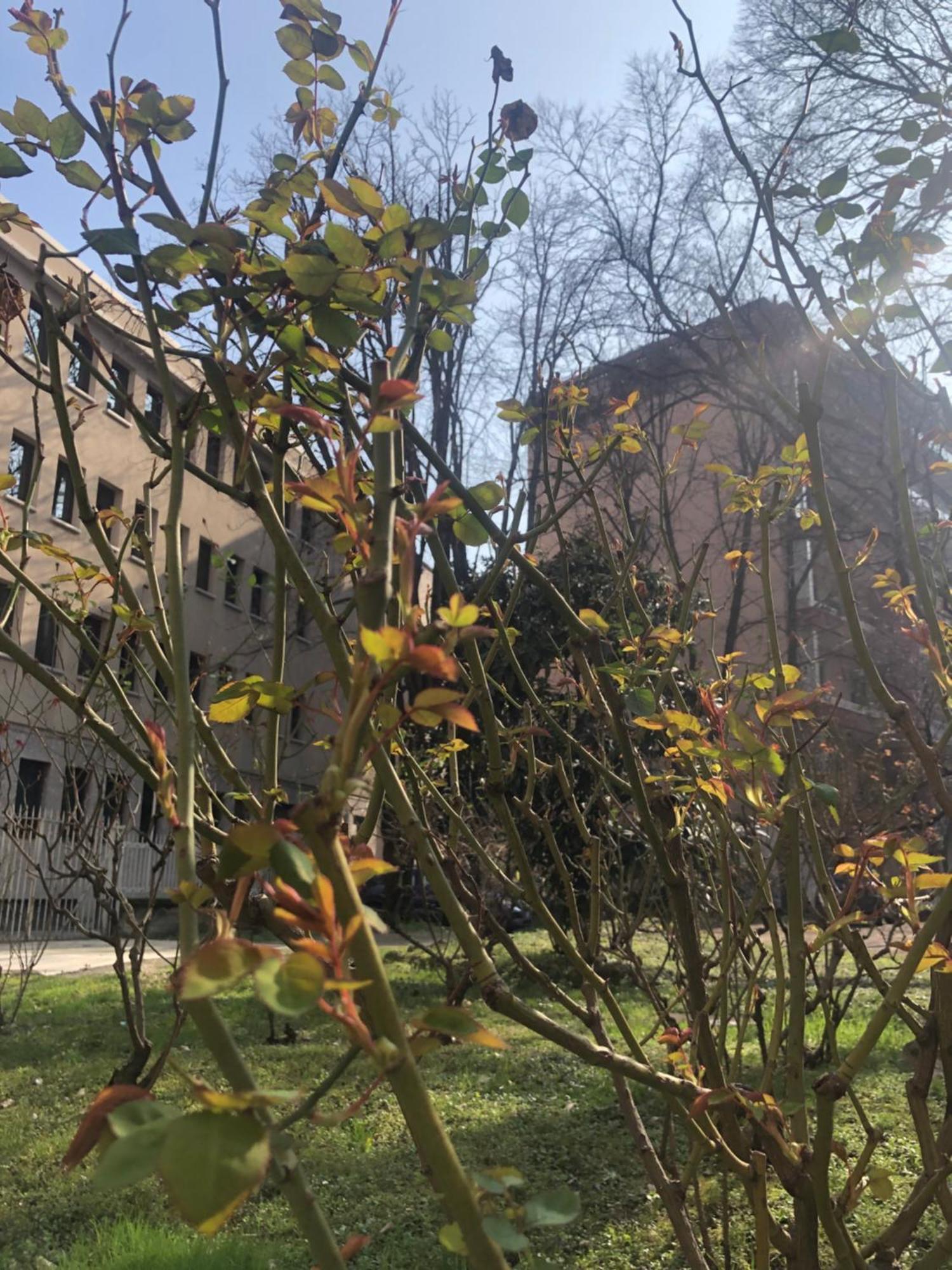 Apartamento Missori Rose Garden View *