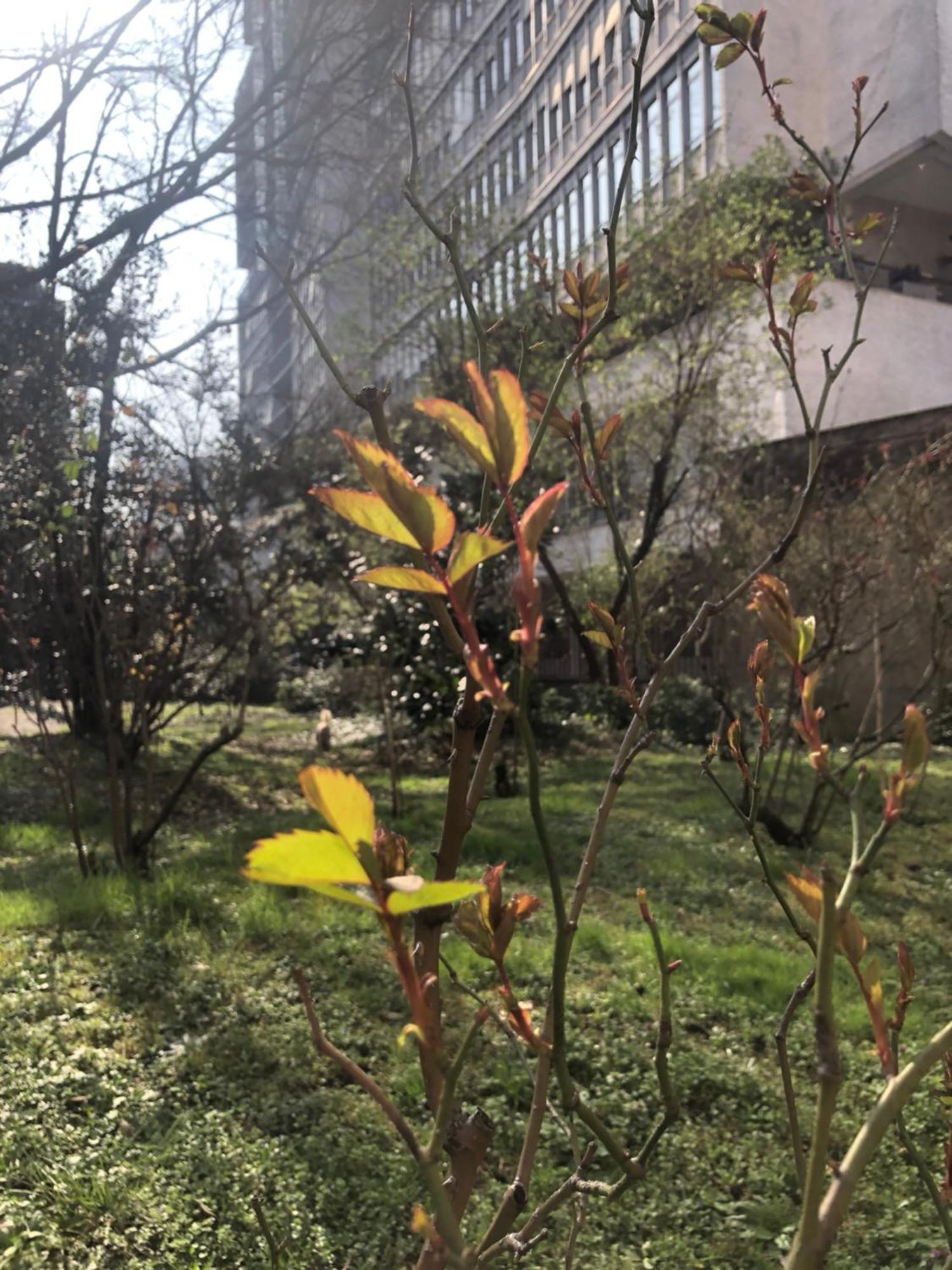 Apartamento Missori Rose Garden View