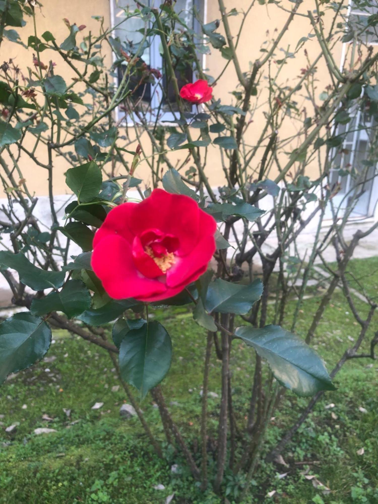Missori Rose Garden View Apartamento *